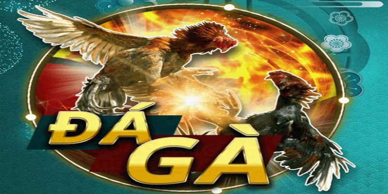 Ưu điểm tuyệt vời của các trận đấu đá gà Campuchia tại Tin88
